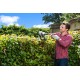 Кусторез электрический  Ryobi RHT5655RS