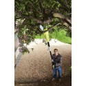 Кусторез Ryobi RP750450